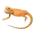 Orange Phase Leather Back Bearded Dragon | Pogona vitticeps