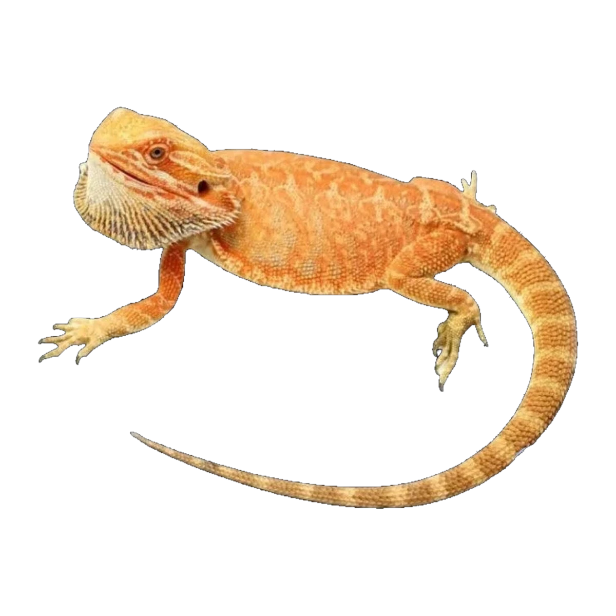 Orange Phase Leather Back Bearded Dragon | Pogona vitticeps