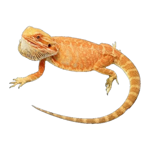 Orange Phase Leather Back Bearded Dragon | Pogona vitticeps