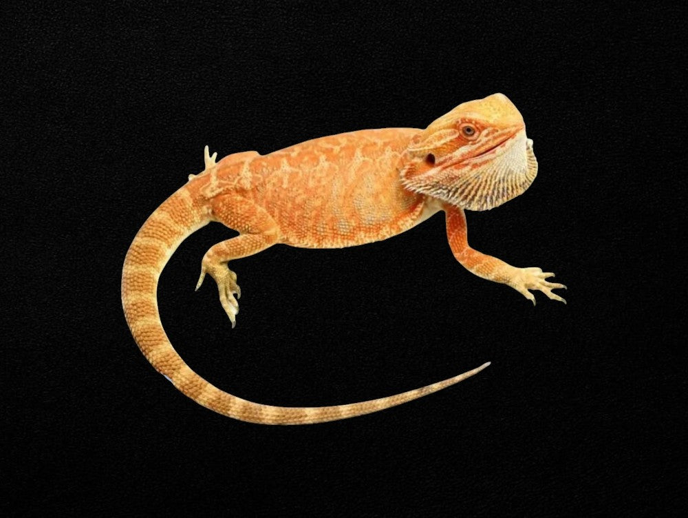 Orange Phase Leather Back Bearded Dragon | Pogona vitticeps