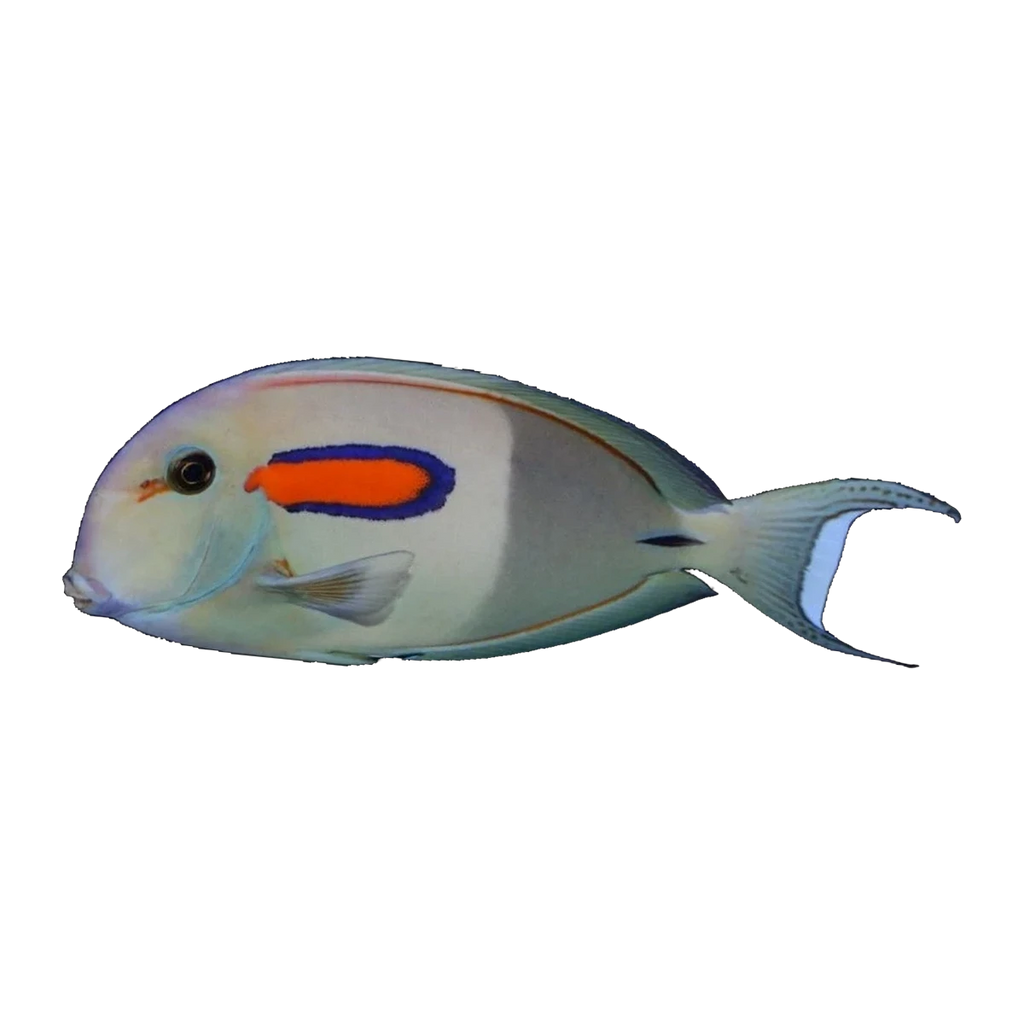 Orange Shoulder Tang | Acanthurus olivaceus