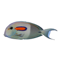 Orange Shoulder Tang | Acanthurus olivaceus