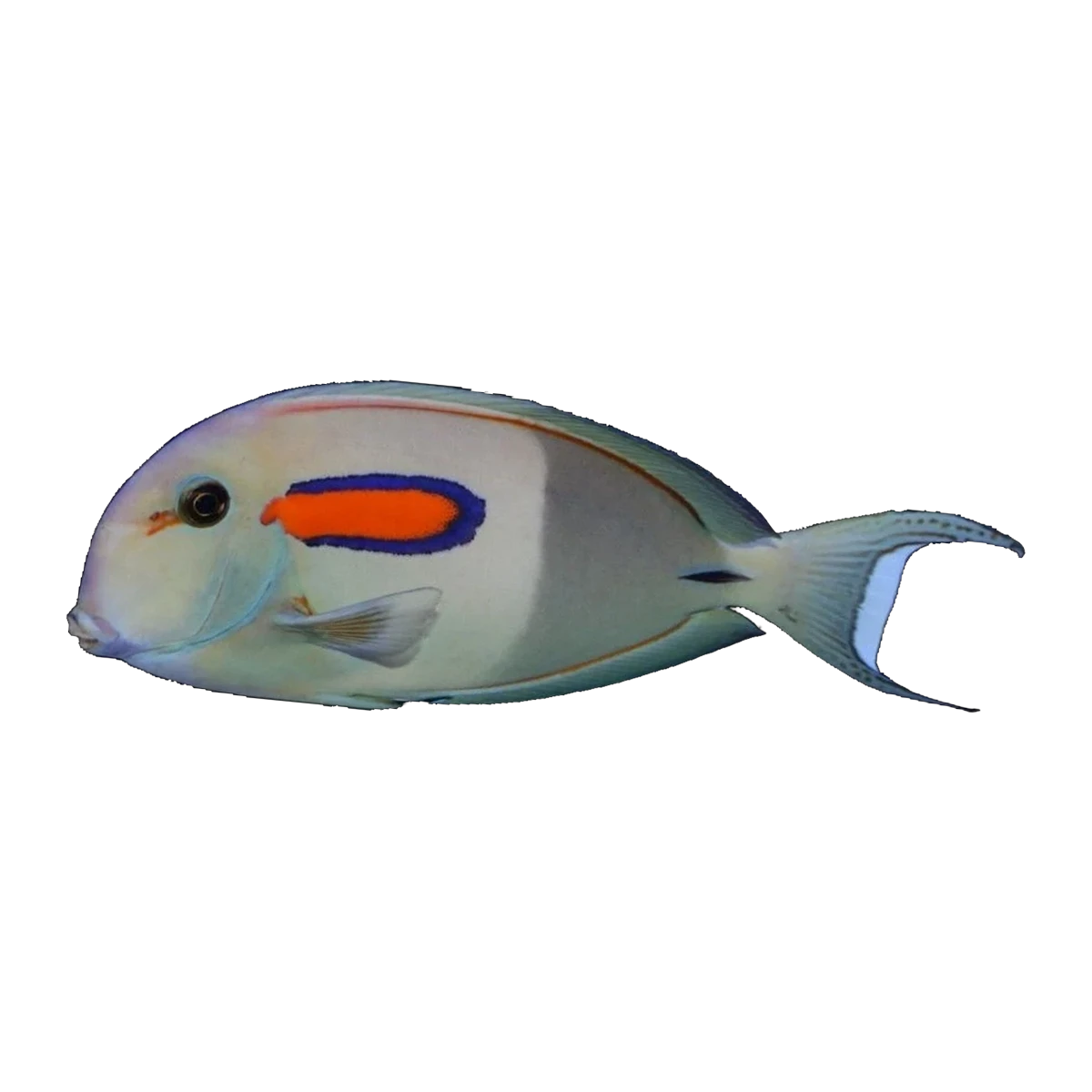 Orange Shoulder Tang | Acanthurus olivaceus