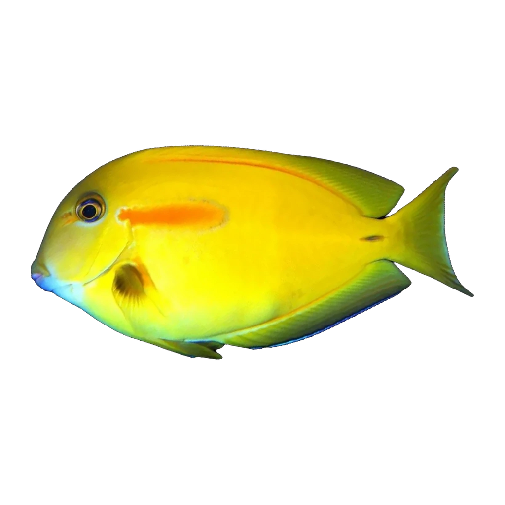 Orange Shoulder Tang | Acanthurus olivaceus