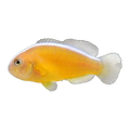 Orange Skunk Clownfish Pair | Amphiprion sandaracinos