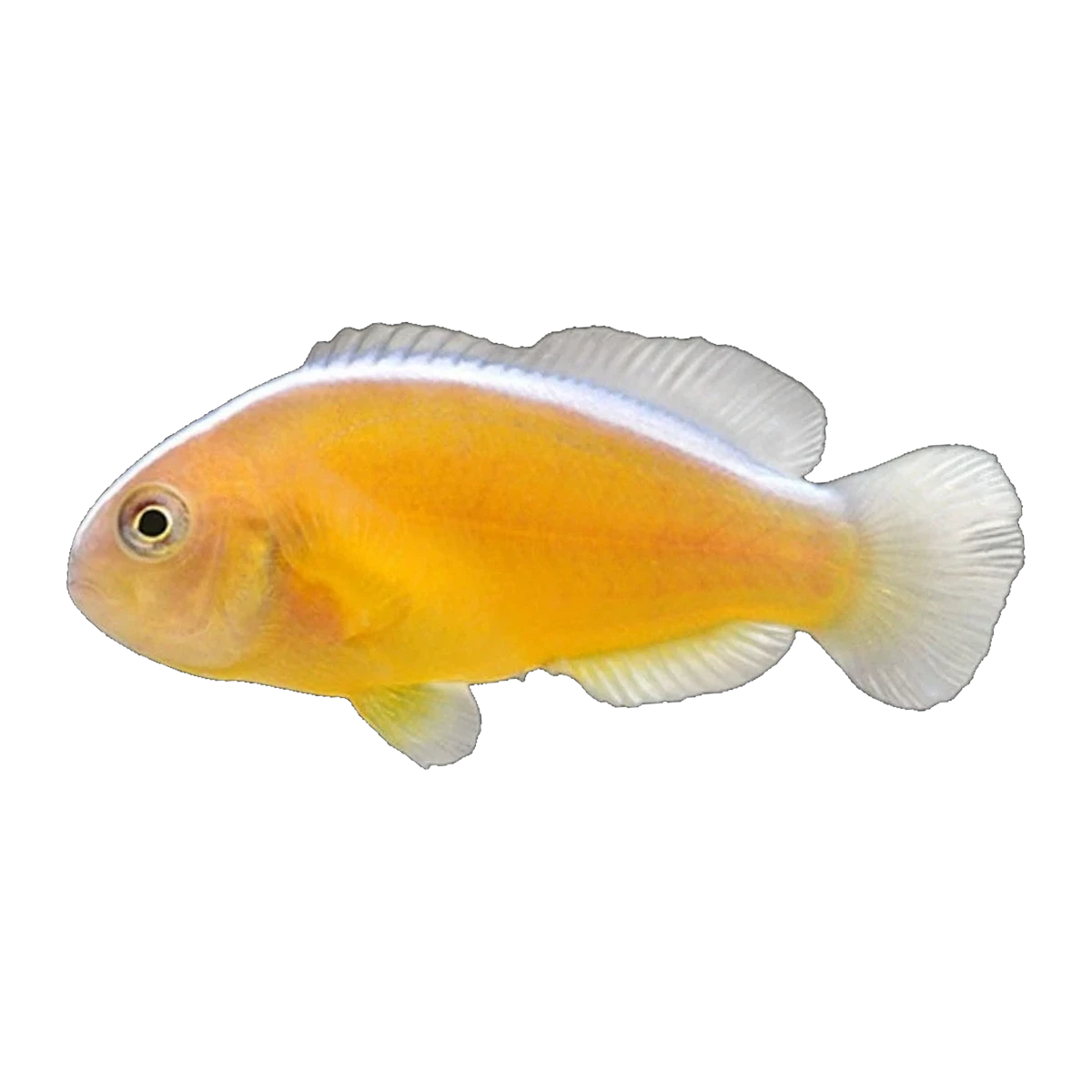 Orange Skunk Clownfish Pair | Amphiprion sandaracinos