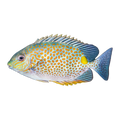 Orange Spot Rabbitfish | Siganus guttatus