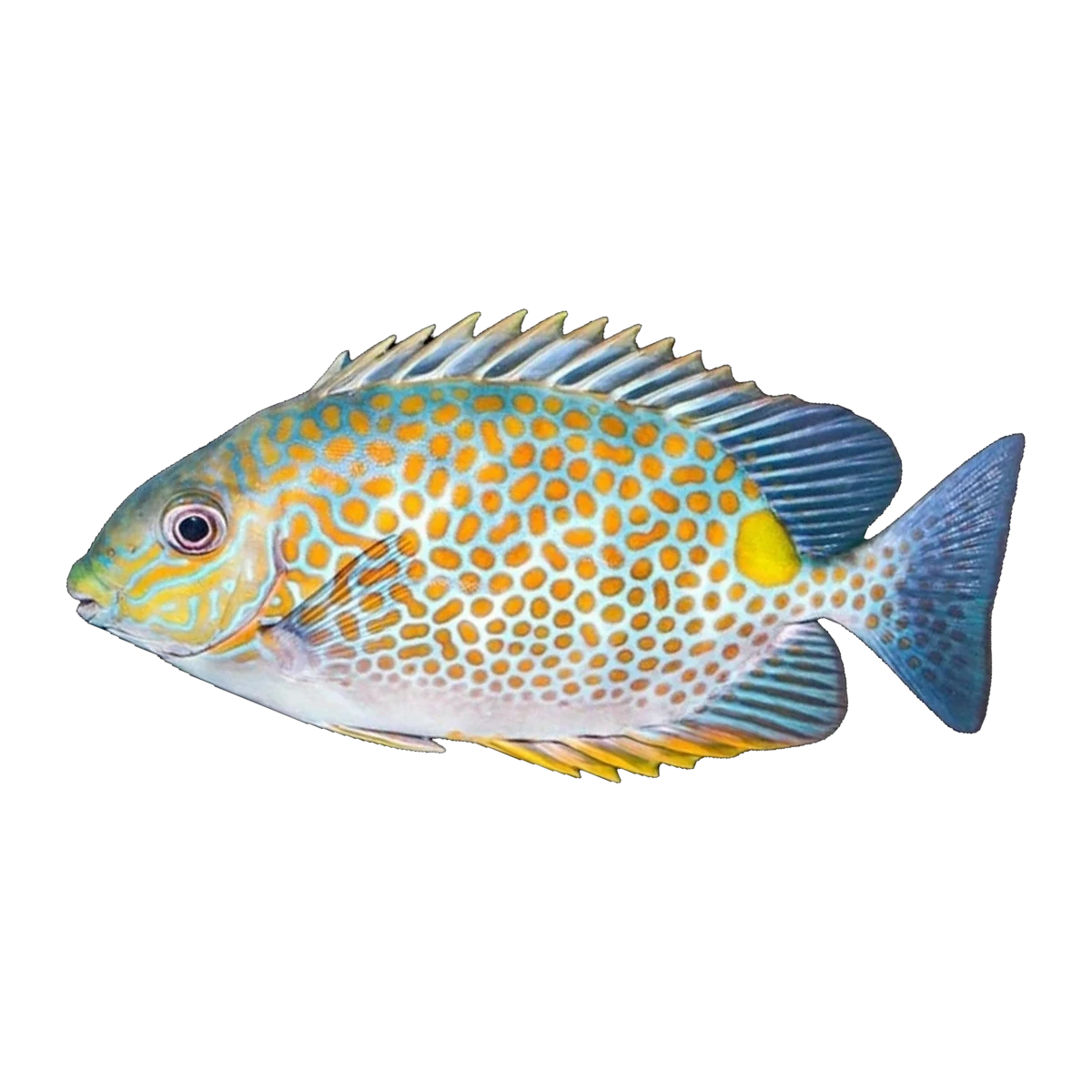 Orange Spot Rabbitfish | Siganus guttatus