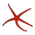 Orange Starfish | Asteroidea spp.