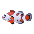 Orange Storm Clownfish Pair | Amphiprion ocellaris