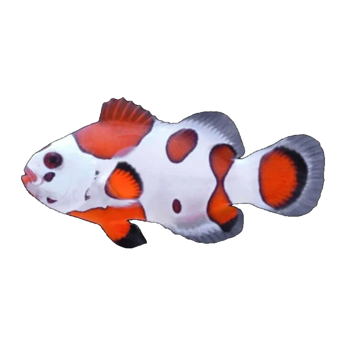 Orange Storm Clownfish Pair | Amphiprion ocellaris