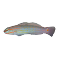 Orange-Striped Goby | Amblygobius decussatus