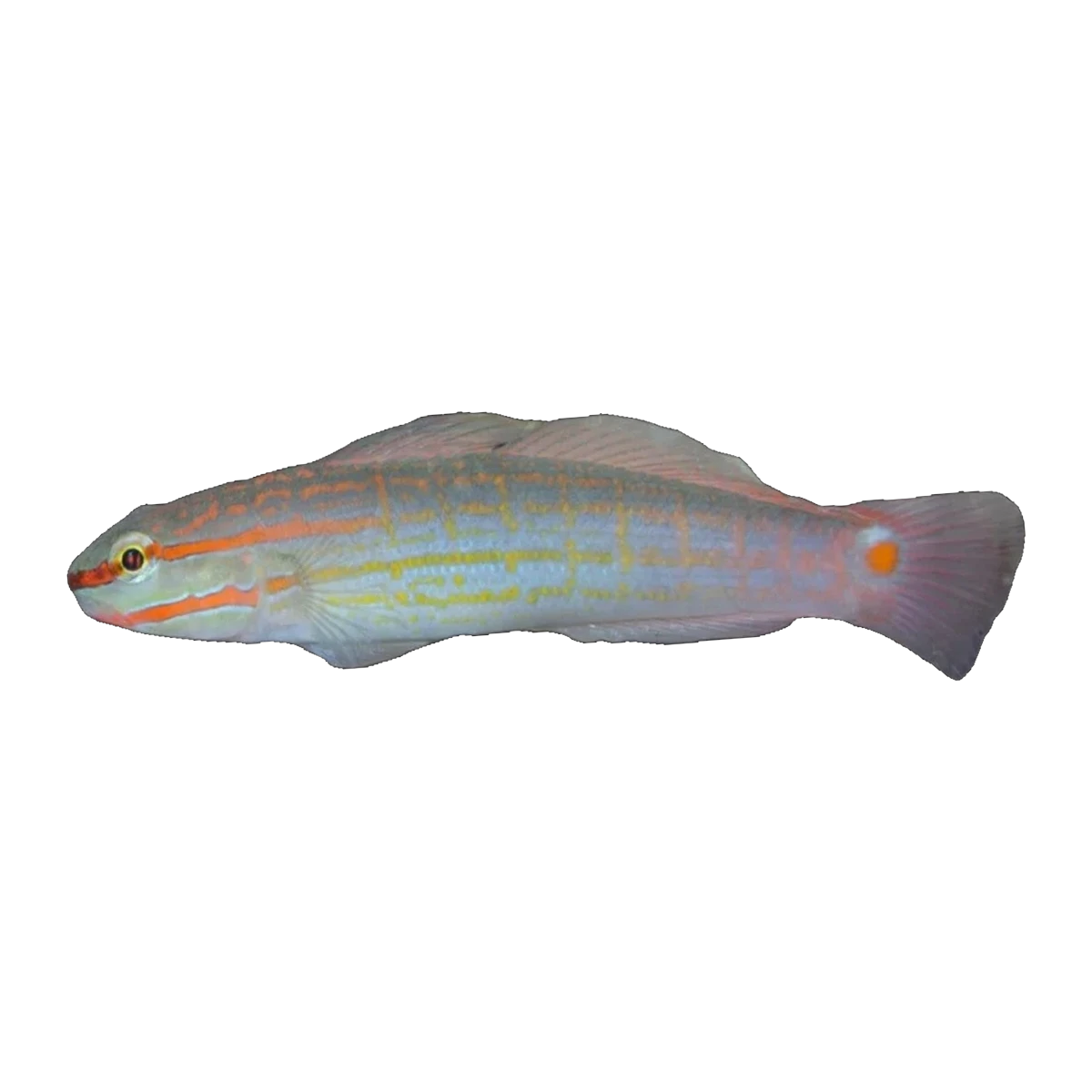 Orange-Striped Goby | Amblygobius decussatus