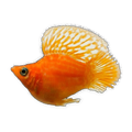 Orange Sunkist Balloon Molly | Poecilia sphenops