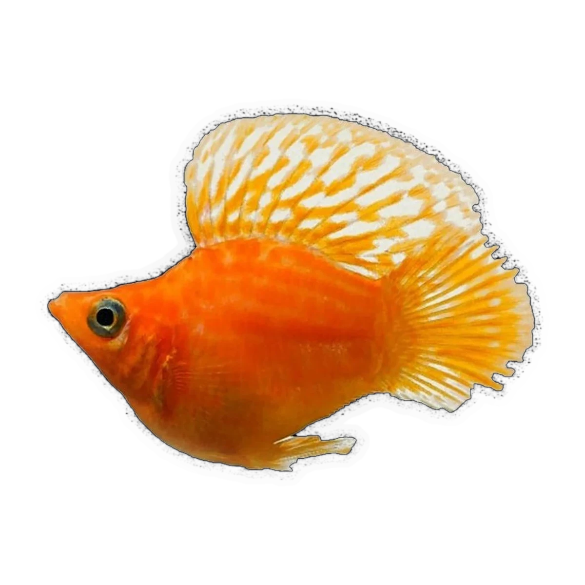 Orange Sunkist Balloon Molly | Poecilia sphenops