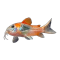 Orange Venezuelan Corydoras | Osteogaster aeneus 'Orange Venezuela'