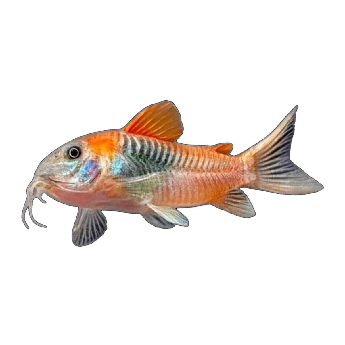 Orange Venezuelan Corydoras | Osteogaster aeneus 'Orange Venezuela'