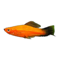 Orange Wagtail Swordtail | Xiphophorus hellerii