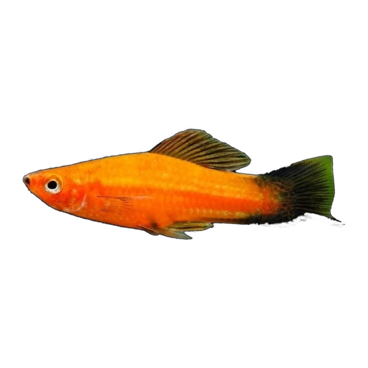 Orange Wagtail Swordtail | Xiphophorus hellerii