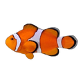 Orange & White Captive-Bred Ocellaris Clownfish | Amphiprion ocellaris