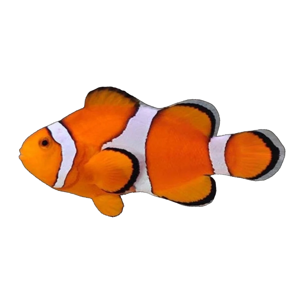 Orange & White Captive-Bred Ocellaris Clownfish | Amphiprion ocellaris