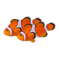 Orange & White Ocellaris Clownfish Pair | Amphiprion ocellaris