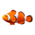 Orange & White Wild Ocellaris Clownfish | Amphiprion ocellaris