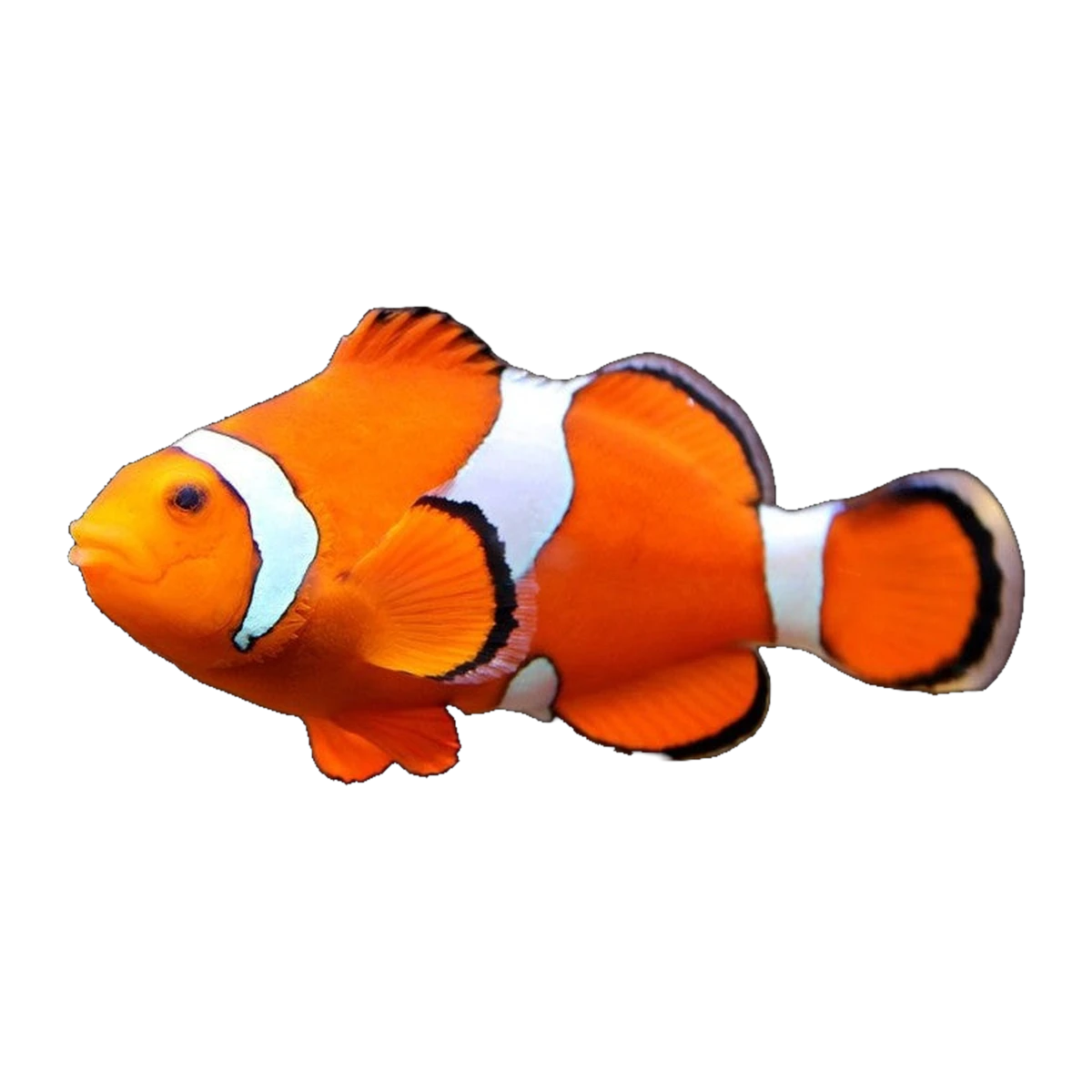 Orange & White Wild Ocellaris Clownfish | Amphiprion ocellaris