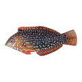Ornate Leopard Wrasse Female | Macropharyngodon ornatus