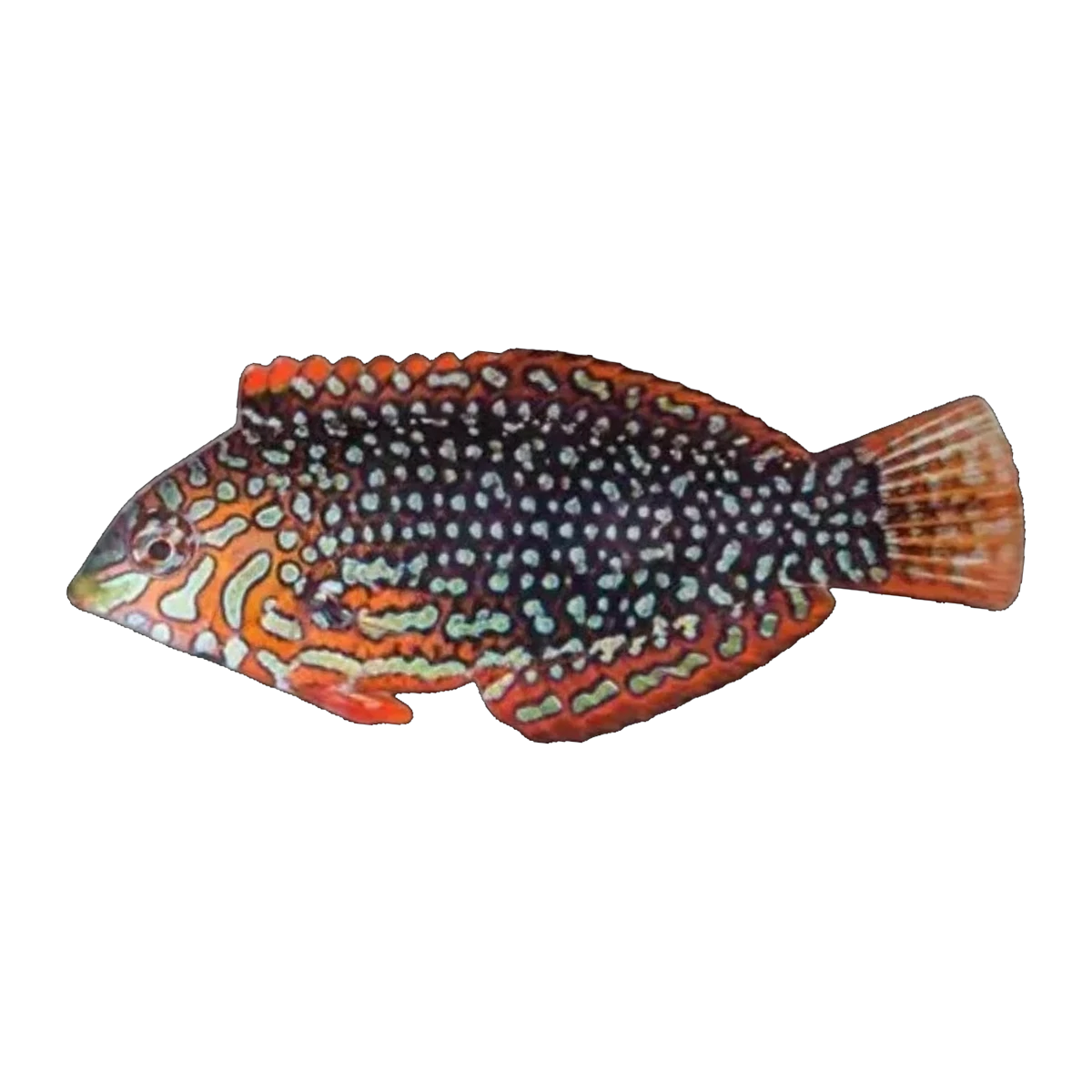 Ornate Leopard Wrasse Female | Macropharyngodon ornatus