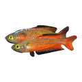 Ornate Rainbowfish Teewah Creek