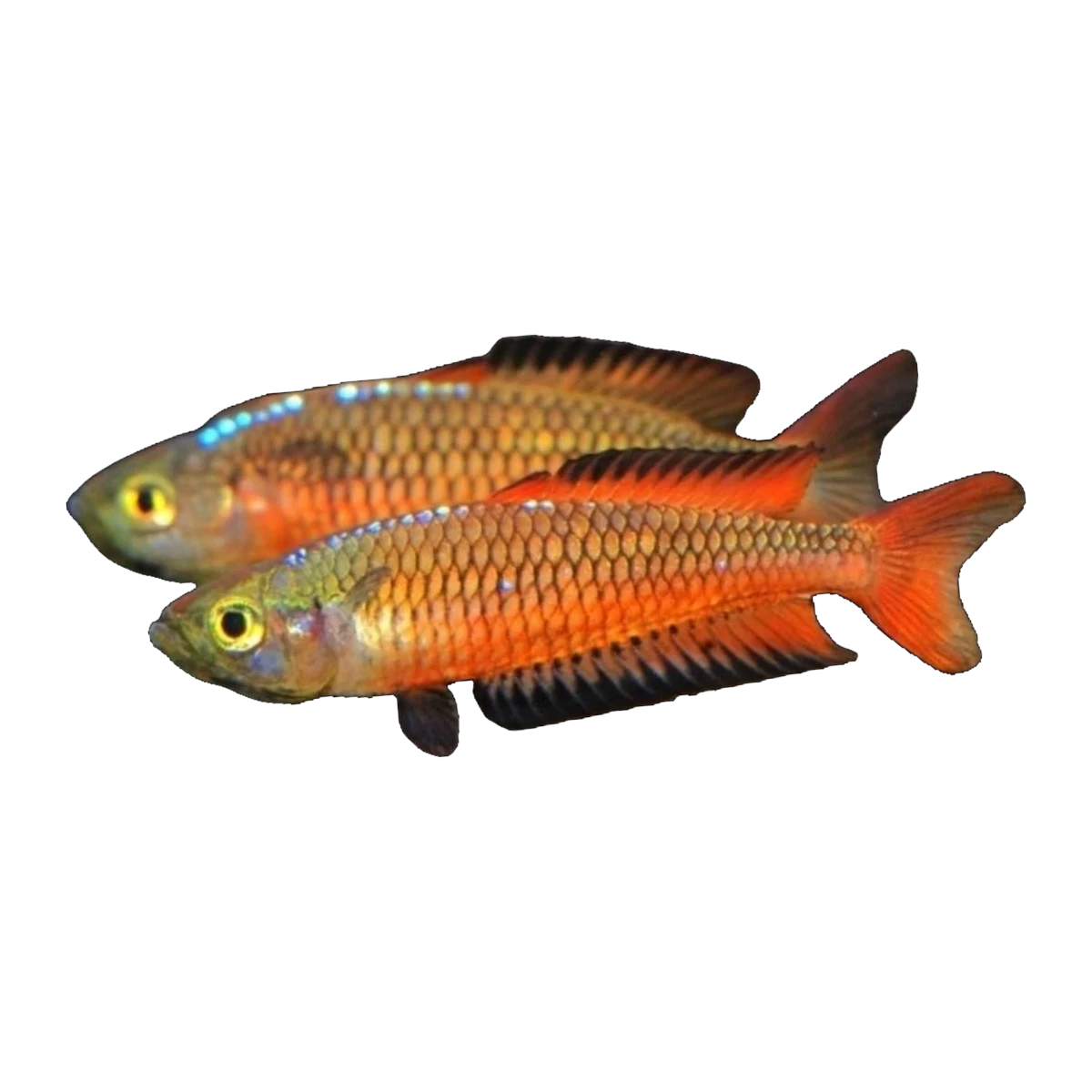 Ornate Rainbowfish Teewah Creek