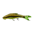 Otocinclus Catfish | Otocinclus vestitus