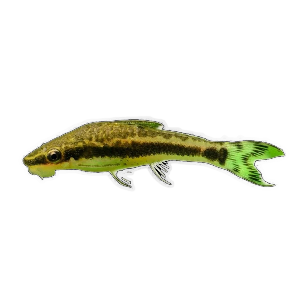 Otocinclus Catfish | Otocinclus vestitus