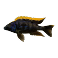 Otopharynx lithobates Black Orange Dorsal