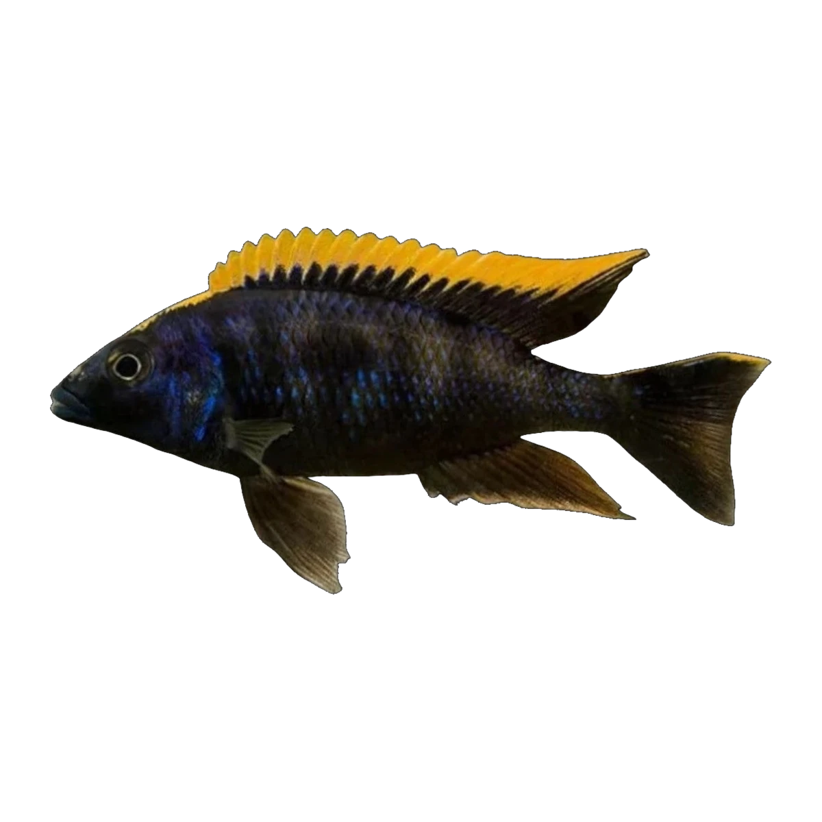 Otopharynx lithobates Black Orange Dorsal