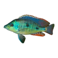 Otopharynx tetrastigma – Otopharynx tetrastigma