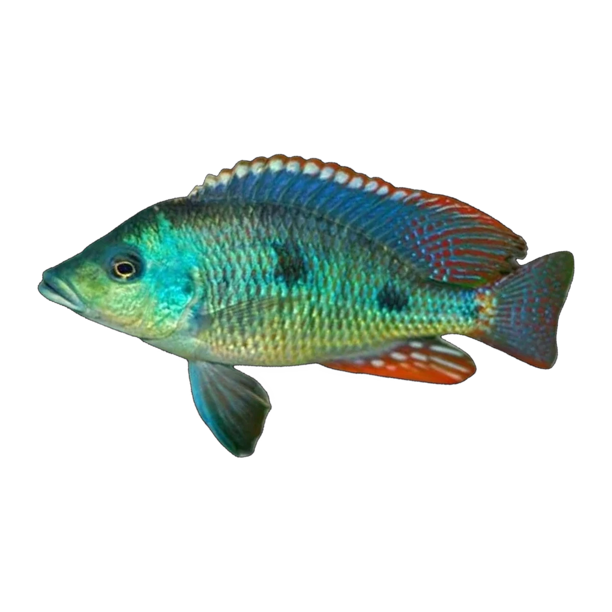 Otopharynx tetrastigma – Otopharynx tetrastigma