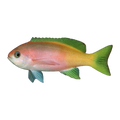 Painted Anthias | Pseudanthias pictilis