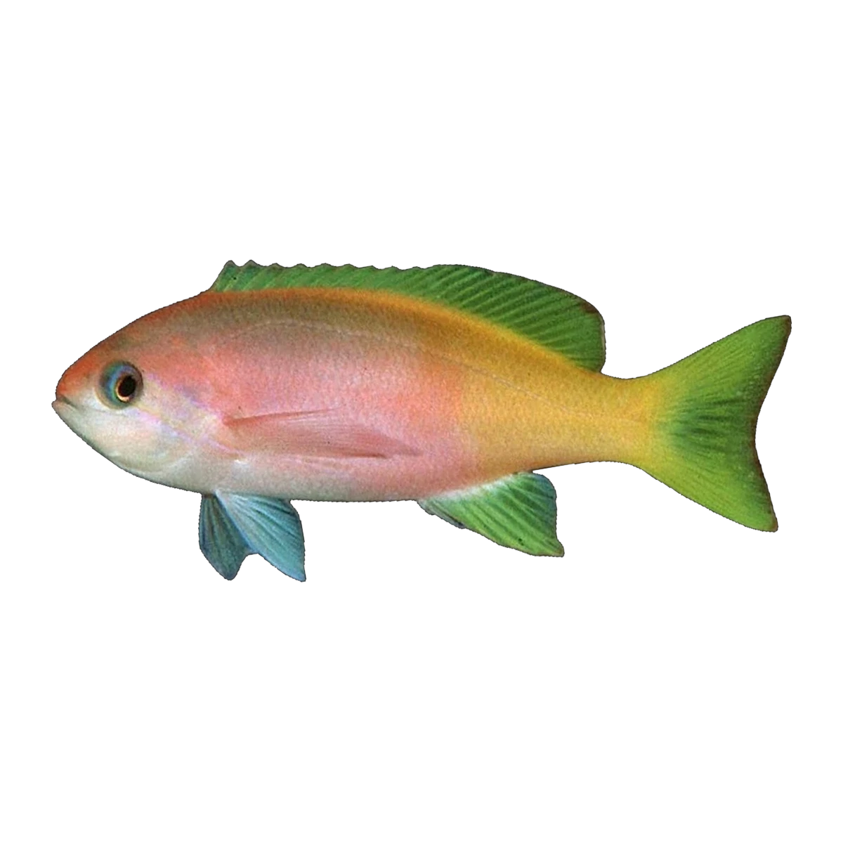 Painted Anthias | Pseudanthias pictilis