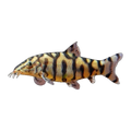 Pakistani Loach