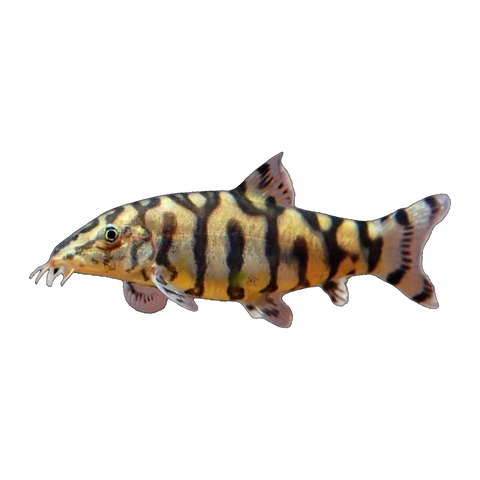 Pakistani Loach