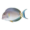 Pale Lipped Tang | Acanthurus leucocheilus
