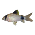 Panda Corydoras | Hoplisoma panda