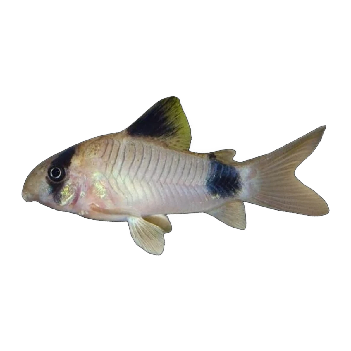 Panda Corydoras | Hoplisoma panda
