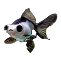 Panda Moor Goldfish