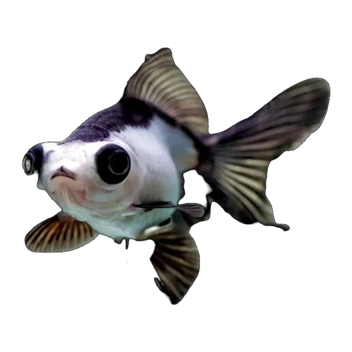 Panda Moor Goldfish