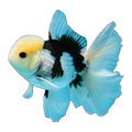 Panda Oranda