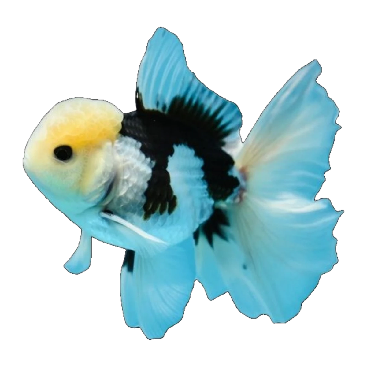 Panda Oranda