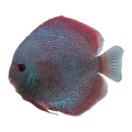 Panthera Discus